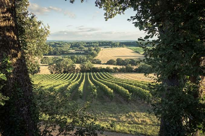 Entre les vignes : le Sérapias en cœur / Vacquiers