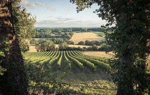 Entre les vignes