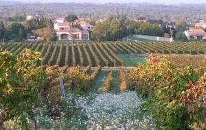 Vignes et garrigues autour de Moussoulens - 17/11/2026