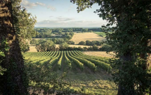 Entre les vignes : le Sérapias en cœur / Vacquiers