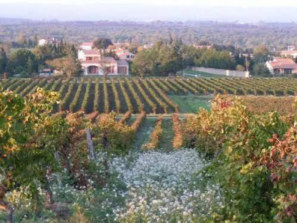 Vignes et garrigues autour de Moussoulens - 17/11/2026