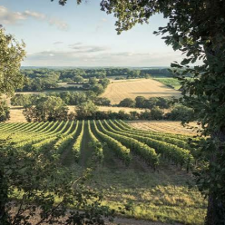 Entre les vignes : le Sérapias en cœur / Vacquiers
